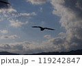 空を飛ぶ鳥のシルエット 119242847