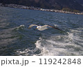 波の上を飛ぶカモメ 119242848