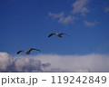 雲の上を飛ぶ2匹の鳥 119242849