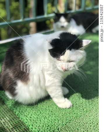 ベランダの猫 ベランダの猫 119242887
