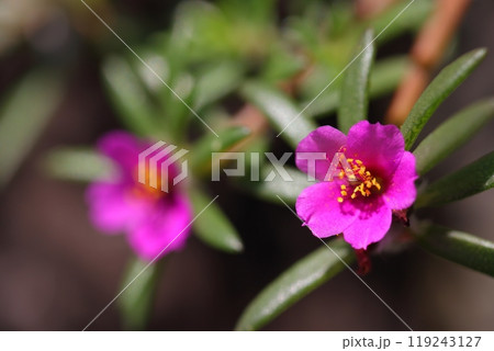 ヒメマツバボタンの花 ヒメマツバボタンの花 119243127