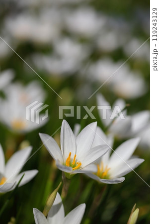 タマスダレの花の群生 119243129