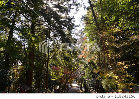 日吉大社の紅葉(滋賀県大津市) 日吉大社の紅葉(滋賀県大津市) 119243150