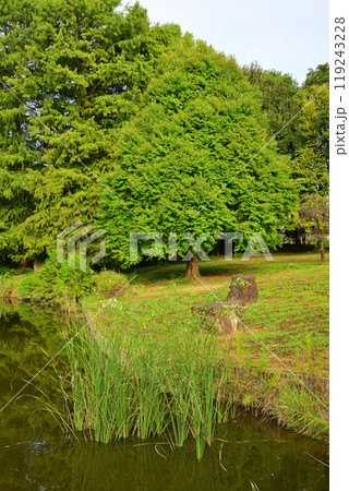 初秋の色づき始め 水辺 大池湖畔 城山公園 桶川市 初秋の色づき始め 水辺 大池湖畔 城山公園 桶川市 119243228