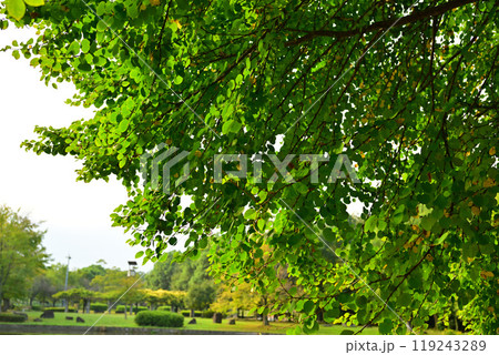 初秋の色づき始め　樹木の葉　大池湖畔　城山公園　桶川市　　 119243289