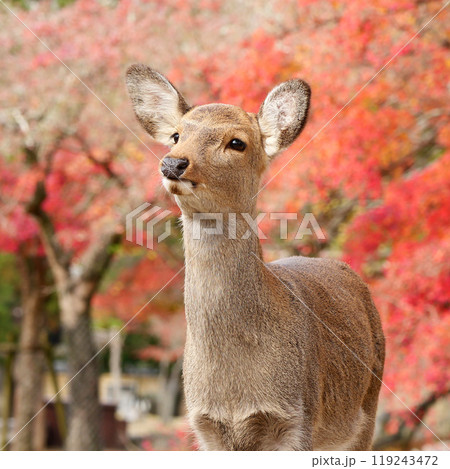 奈良公園の鹿 奈良公園の鹿 119243472