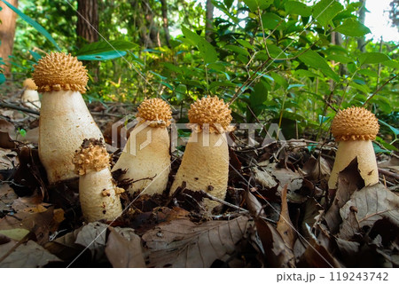 雑木林に立ち並んだタマゴテングタケの幼菌たち 119243742