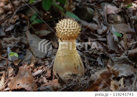 傘のとげとげが若々しい白いシロオニタケの幼菌 119243743