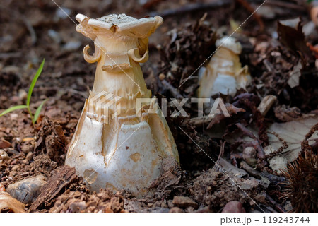 成長しつつあるタマゴテングタケの幼菌 119243744