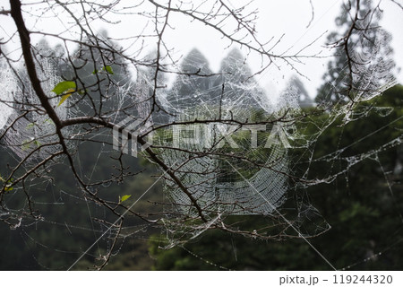 朝露の中のクモの巣とクモ 朝露の中のクモの巣とクモ 119244320