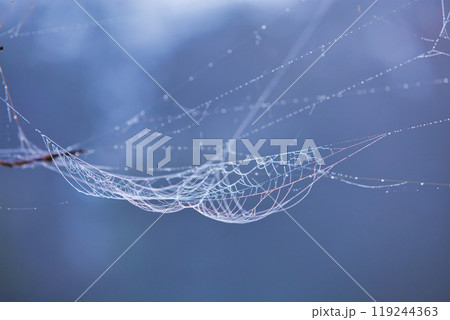 朝露の中のクモの巣とクモ 119244363
