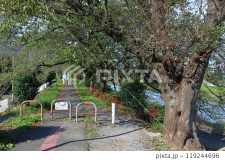 秋の入間仏子堤防散歩道：入間川遊歩道（埼玉県狭山市） 119244696