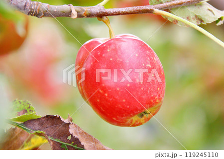 たわわに実ったリンゴ 姫林檎 たわわに実ったリンゴ 姫林檎 119245110