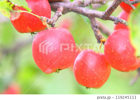 たわわに実ったリンゴ 姫林檎 たわわに実ったリンゴ 姫林檎 119245111