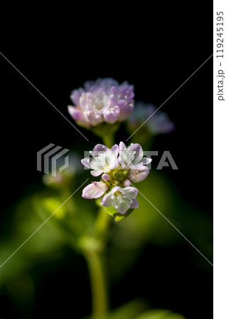 信濃川・やすらぎ堤の溝蕎麦(みぞそば) 信濃川・やすらぎ堤の溝蕎麦(みぞそば) 119245195