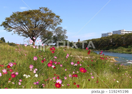 秋の元加治河原にて（埼玉県飯能市） 119245196