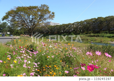 秋の元加治河原にて(埼玉県飯能市) 秋の元加治河原にて(埼玉県飯能市) 119245197