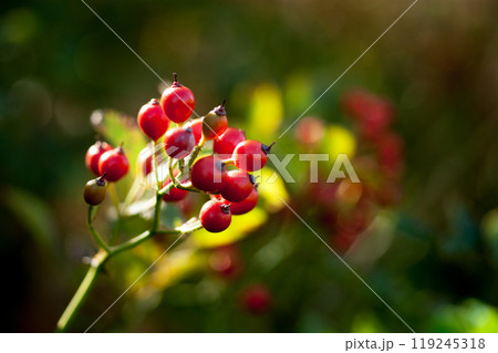信濃川・やすらぎ堤の野薔薇の実 信濃川・やすらぎ堤の野薔薇の実 119245318