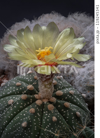 Beautiful yellow flower of Astrophytum asterias. 119245341