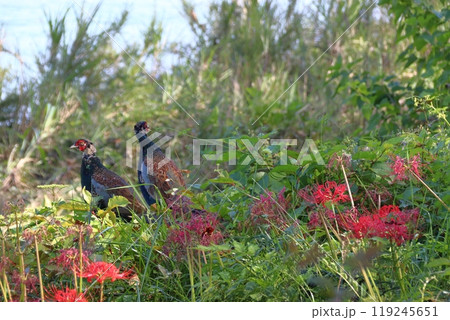 ヒガンバナと野生のキジ(入間川河川敷:埼玉県狭山市) ヒガンバナと野生のキジ(入間川河川敷:埼玉県狭山市) 119245651
