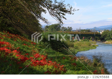 入間川遊歩道のヒガンバナと西武池袋線2000系電車（埼玉県狭山市） 119245688