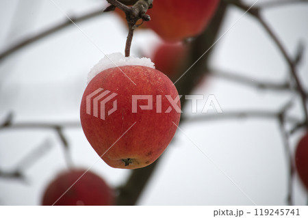 Apple tree branches and red apples covered in snow 119245741