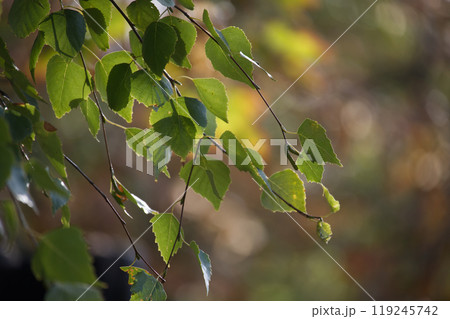Sunlight filtering through vibrant green leaves in forest 119245742