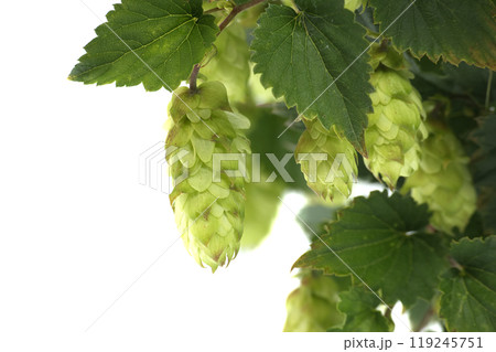 Detailed closeup of fresh green hops on vine over white background highlighting texture and vibrancy Detailed closeup of fresh green hops on vine over white background highlighting texture and vibrancy 119245751