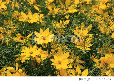 イトバハルシャギクの花 119245985