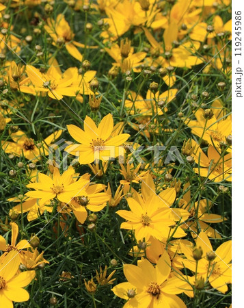 イトバハルシャギクの花 イトバハルシャギクの花 119245986