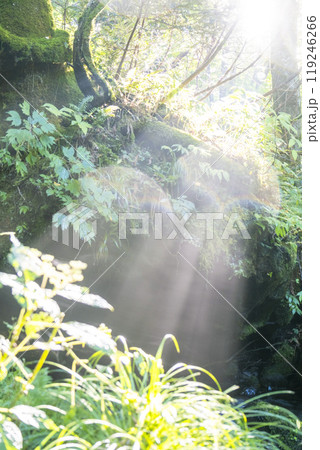 新緑の森に光芒が差し込む風景 大山木谷沢渓流 新緑の森に光芒が差し込む風景 大山木谷沢渓流 119246266
