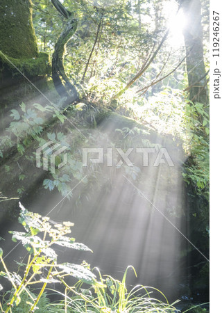 新緑の森に光芒が差し込む風景 大山木谷沢渓流 新緑の森に光芒が差し込む風景 大山木谷沢渓流 119246267