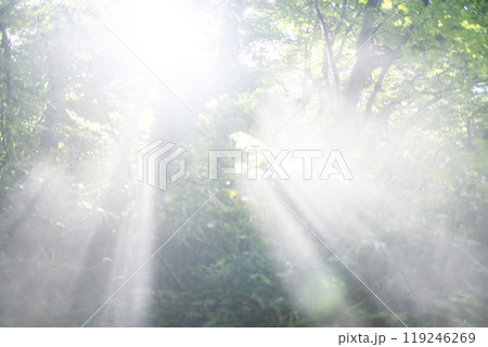 新緑の森に光芒が差し込む風景　大山木谷沢渓流 119246269