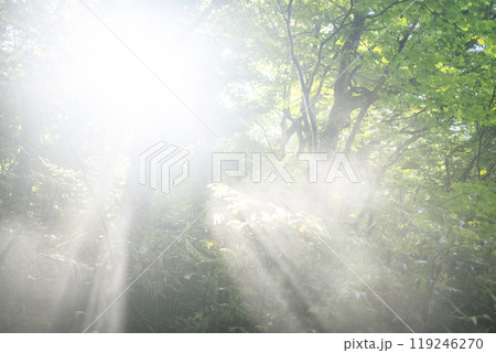 新緑の森に光芒が差し込む風景 大山木谷沢渓流 新緑の森に光芒が差し込む風景 大山木谷沢渓流 119246270