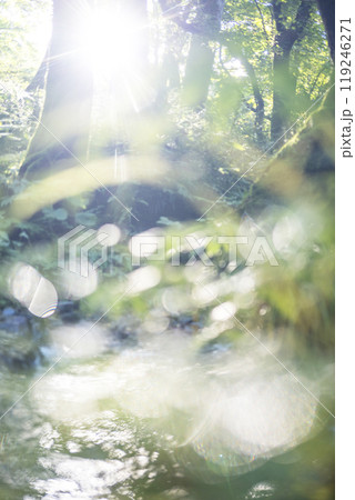 新緑の森に光芒が差し込む風景 大山木谷沢渓流 新緑の森に光芒が差し込む風景 大山木谷沢渓流 119246271