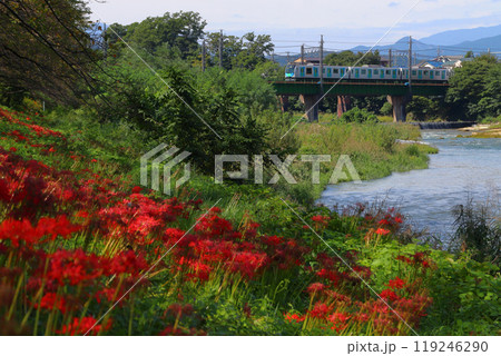 入間川遊歩道のヒガンバナと西武池袋線40050系電車（埼玉県狭山市） 119246290