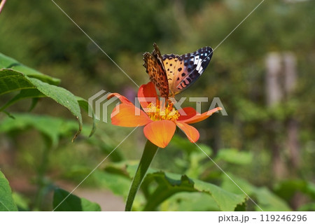 チトニアの花でひと休み　ツマグロヒョウモンチョウ 119246296