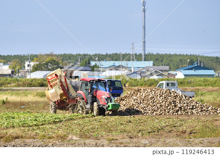 秋の北海道江差町でビートの収穫作業の風景を撮影 秋の北海道江差町でビートの収穫作業の風景を撮影 119246413