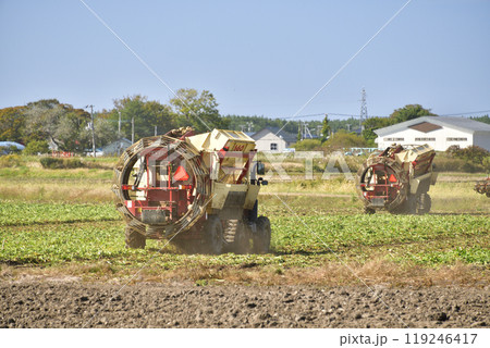 秋の北海道江差町でビートの収穫作業の風景を撮影 秋の北海道江差町でビートの収穫作業の風景を撮影 119246417
