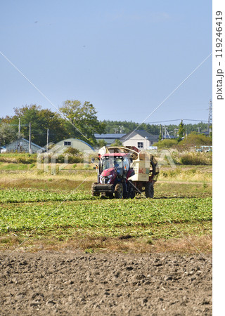 秋の北海道江差町でビートの収穫作業の風景を撮影 秋の北海道江差町でビートの収穫作業の風景を撮影 119246419