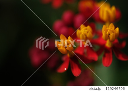 トウワタの花 119246706