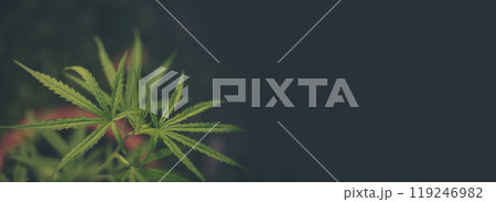 Banner Green weed Marijuana tree cannabis plant narcotic herbal in CBC greenhouse. Panorama Hemp leaf made cannabis crude oil medicine farm. CBC, THC herb agriculture Weed leaf Drug with copy space 119246982