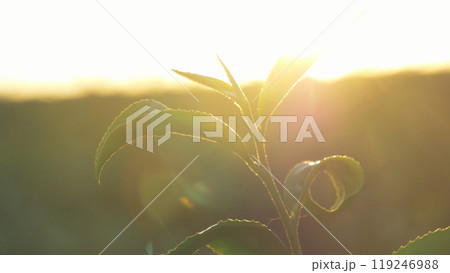Green tea tree leaves field Fresh young tender bud herbal in farm on summer morning. Sunlight Green tea tree plant camellia sinensis in organic farm. Close up Tree tea plant green nature in morning Green tea tree leaves field Fresh young tender bud herbal in farm on summer morning. Sunlight Green tea tree plant camellia sinensis in organic farm. Close up Tree tea plant green nature in morning 119246988
