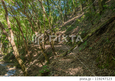 宇治川にそそぐ渓流　もみじ谷　京都府宇治市 119247123