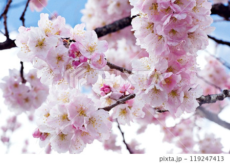 明るくてキレイな桜 明るくてキレイな桜 119247413