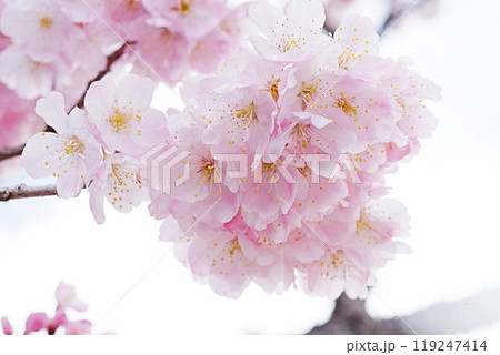 明るくてキレイな桜 119247414