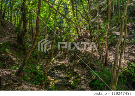 宇治川にそそぐ渓流　白川　もみじ谷　京都府宇治市 119247455