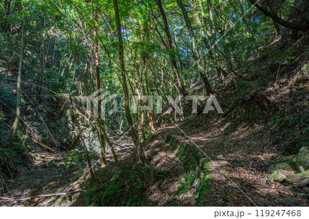 宇治川にそそぐ渓流　白川　もみじ谷　京都府宇治市 119247468