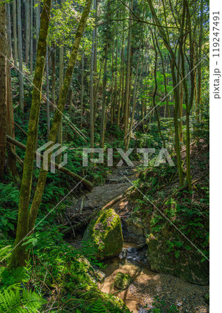 宇治川にそそぐ渓流 白川 もみじ谷 京都府宇治市 宇治川にそそぐ渓流 白川 もみじ谷 京都府宇治市 119247491