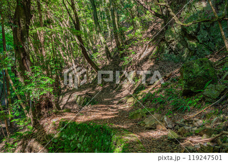 宇治川にそそぐ渓流 白川 もみじ谷 京都府宇治市 宇治川にそそぐ渓流 白川 もみじ谷 京都府宇治市 119247501